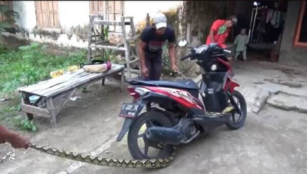 Ular Sanca 4 Meter di Atas Motor Gegerkan Warga Jombang