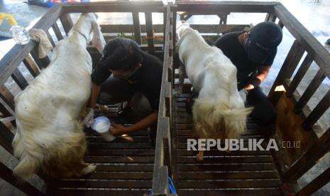 Sapi, Unta, atau Kambing yang Lebih Utama untuk Aqiqah?
