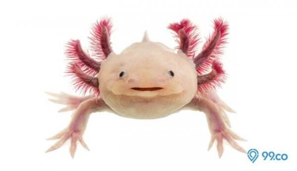 5 Cara Merawat Axolotl yang Benar di Rumah, Jangan sampai Salah!