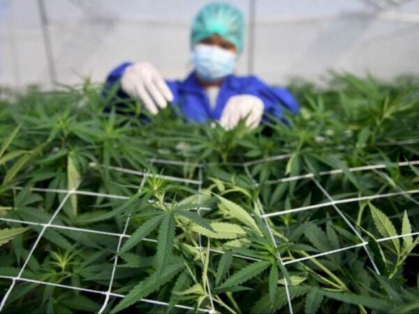 Resmi! Thailand Izinkan Warga Tanam Ganja di Rumah Per Hari Ini