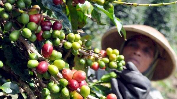 Kementan Dorong Generasi Milenial Bangun Agribisnis Kopi Indonesia Ke ...