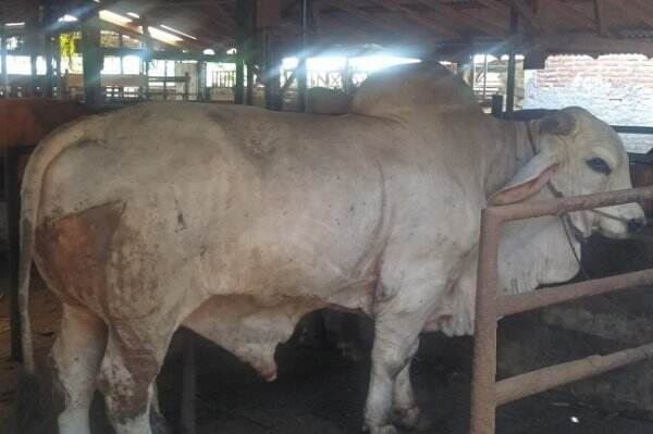 Pengiriman Hewan Kurban ke Batam Diawasi Secara Ketat