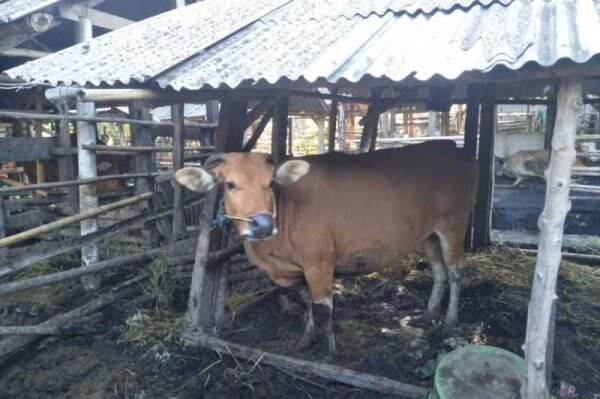 Mengkhawatirkan, Wabah PMK Tembus 12 Ribu, Semua Pasar Hewan di Daerah Ini Ditutup