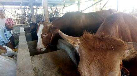 PMK di KBB Makin Ganas, 104 Ekor Sapi Harus Dipotong Paksa