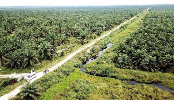 Menilik Isu Deforestasi dan Tudingan Bagi Kelapa Sawit