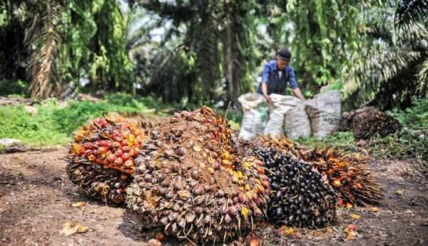 Harga Sawit di Bursa Malaysia Capai Level Terendah dalam 5 Bulan Terakhir