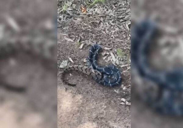 Viral Pertarungan 2 Reptil Berbisa, Raja Timur Menyantap Ular Derik