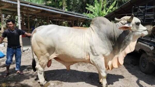 Penampakan Sapi Kurban Presiden Jokowi di Sumbar, Gubernur : Untuk Korban Gempa