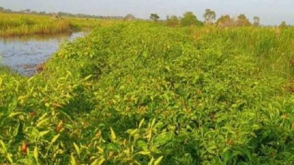 Ada Kenaikan Harga, Petani Cabai Rawit Hiyung di Kalsel Raup Untung Rp50.000 Per Kg