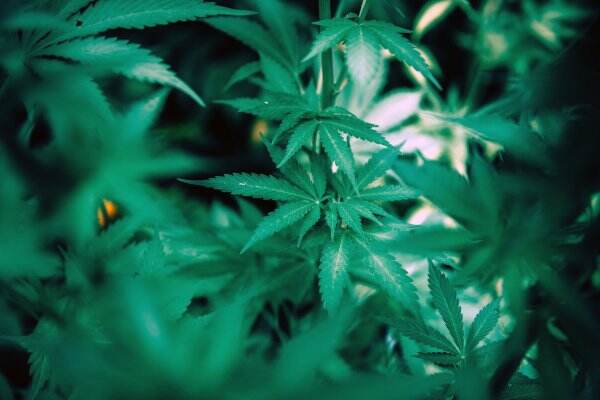 Meski Masih Ilegal, Ganja Ternyata Punya 5 Manfaat bagi Kesehatan