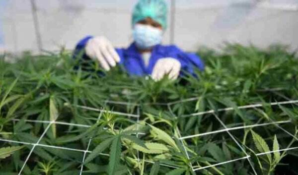 Terkait Wacana Legalisasi Ganja untuk Medis, Polri Bilang Begini