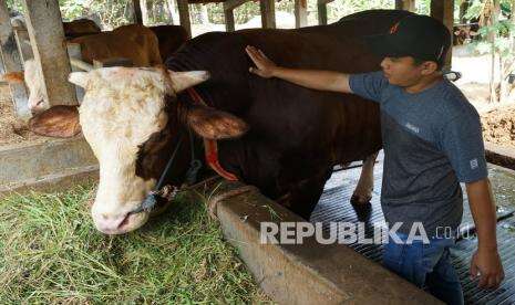 Pemkab Bantul Terjunkan 150 Petugas Pantau Pemotongan Hewan Kurban
