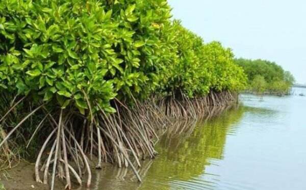 Dukung Pembangunan Berkelanjutan dengan Tanam Mangrove