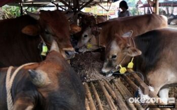 Mentan Sarankan Bagian Hewan Kurban Ini Jangan Dikonsumsi dan Segera Kubur