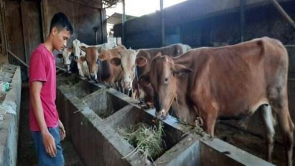 Permintaan Hewan Kurban di Boyolali Naik 30 Persen saat Idul Adha