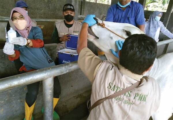 Upaya Baru Menekan Penularan Wabah PMK, Batasi Lalu Lintas Jeroan