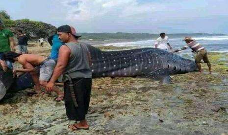 Seekor Hiu Tutul Terdampar di Pesisir Selatan Jember