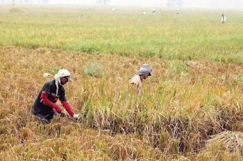 Tekan Inflasi, Subsidi Pupuk Difokuskan untuk Bahan Pangan Pokok