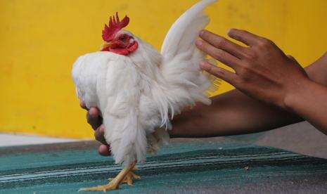 In Picture: Potensi Bisnis Budi Daya Ayam Serama