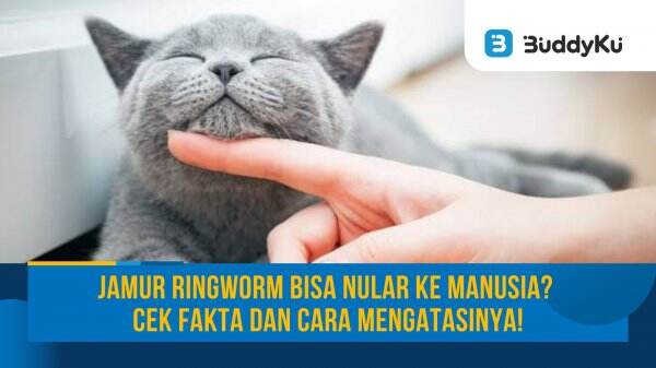 Benarkah Jamur Ringworm Pada Kucing Bisa Menular Ke Manusia? Cek Fakta ...