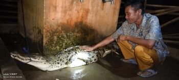 Teror Buaya Belum Usai, Kades Petar Dalam Imbau Warga untuk Tetap Waspada