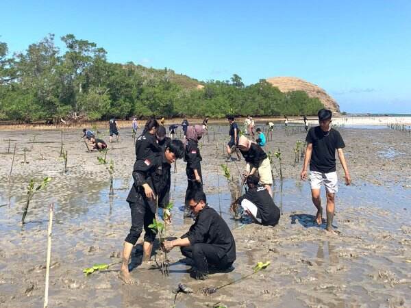 Jaga Lingkungan Pesisir, Karang Taruna-Bapera Tanam 10.000 Bakau