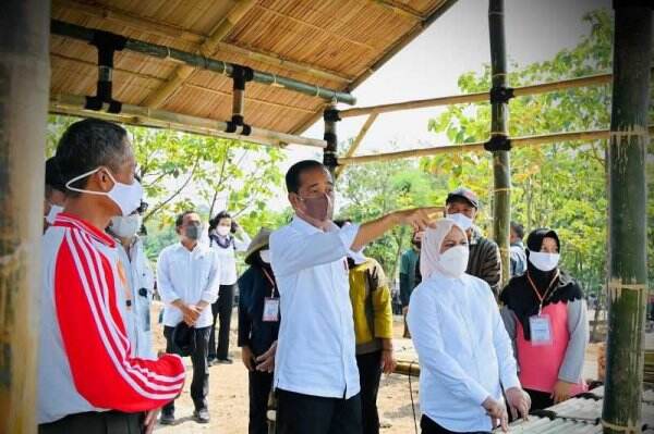 Mengagetkan Tiba-tiba Presiden Minta Warga Manfaatkan Lahan Pekarangan untuk Tanam Cabai