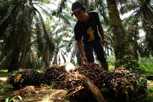 Pungutan Ekspor CPO Gratis, Harga TBS di Sumsel Merangkak Naik, Petani Bertanya-tanya