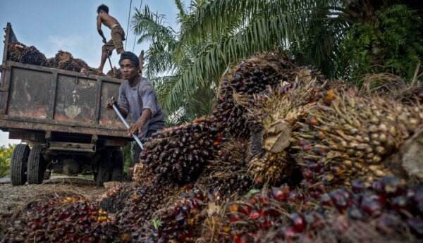 Hilirisasi Kelapa Sawit Jadi Salah Satu Fokus Pemerintah Indonesia ...