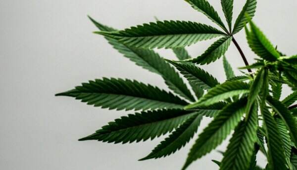 Mau Ikut-ikut Thailand Legalkan Ganja, Ini yang Mulai Dipelajari Malaysia