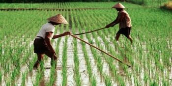 Mentan Minta Gubernur Sultra Siapkan 1.000 Ha Lahan Pertanian