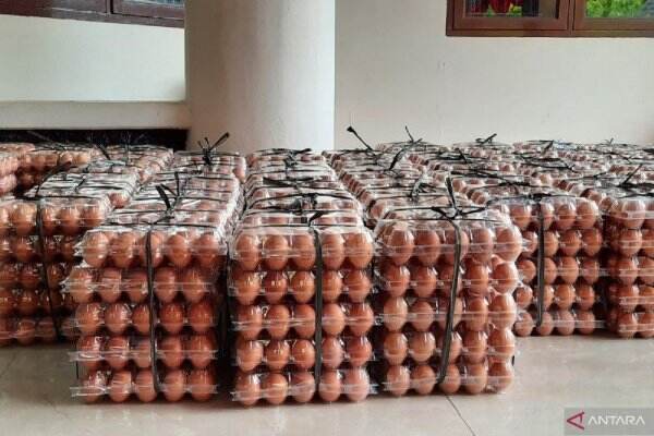 Duh, Pakan Ayam Naik, Harga Telur di Pasar Menggila