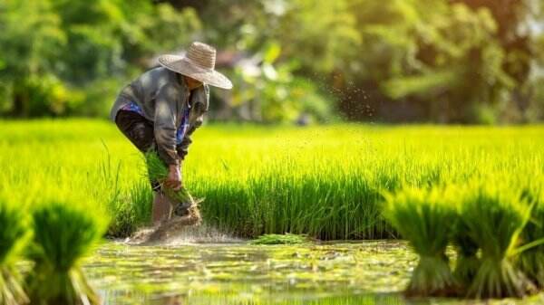Petani Milenial, Harapan dan Tantangan