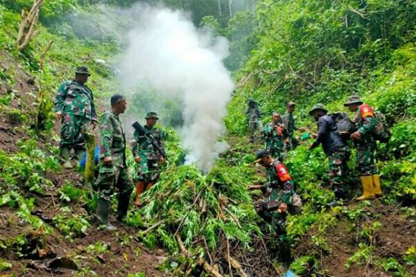 Dua Hektare Ladang Ganja Ditemukan di Pegunungan Tangse Aceh
