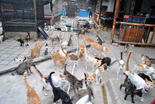 Kucing Liar Makin Banyak, Pemkot Yogya Akan Sterilisasi Agar Tak Sebar Penyakit