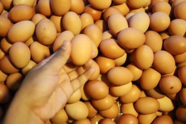 Sering Makan Telur Takut Kolesterol Tinggi, Ini Penjelasan Ahli