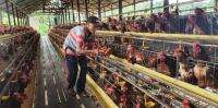 Harga Ayam Hidup Anjlok Peternak Menjerit