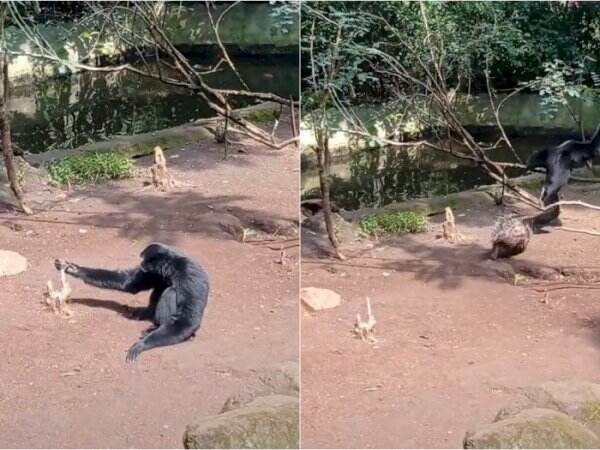 Iseng Colek Landak, Siamang Ini Malah Lari Ketakutan sampai Manjat Pohon, Bikin Ngakak