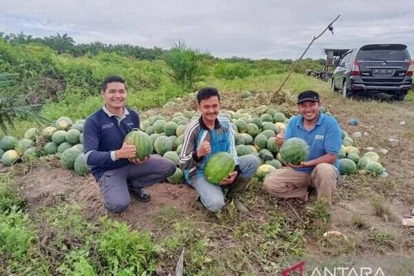 Jadi Petani Semangka, Pemuda Riau Raih Rp 40 Juta Sekali Panen