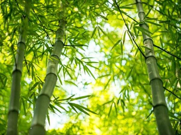 Selain Furnitur, Bambu Ternyata Juga Bisa Dimanfaatkan Jadi Aksesori dan Skin Care, lho!