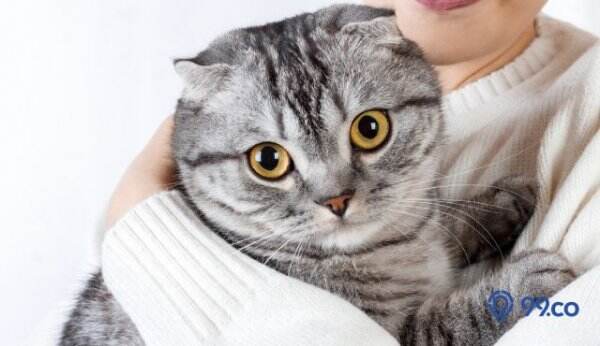 20 Jenis Kucing Peliharaan yang Populer, Setia, dan Menggemaskan. Kamu Pilih yang Mana?