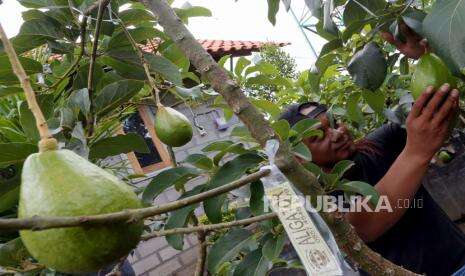 Sabang Dinilai Punya Potensi Agrowisata yang Dapat Memikat Turis