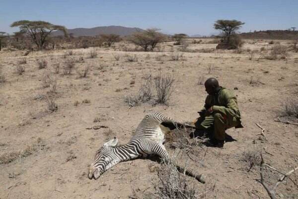 Kekeringan Terburuk Kenya, Puluhan Zebra Langka Tewas