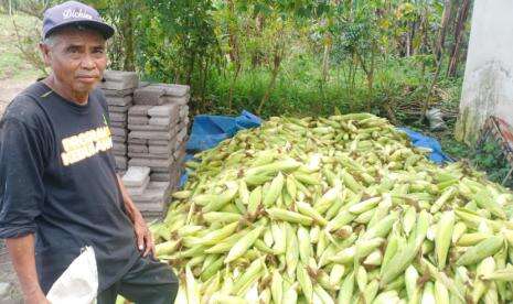 Kebun Amal Laznas BMH di Lumajang Sukses Panen