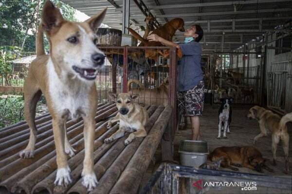 Diserang Anjing Peliharaan, Anak Perempuan di Tangerang Kondisinya Ya Tuhan