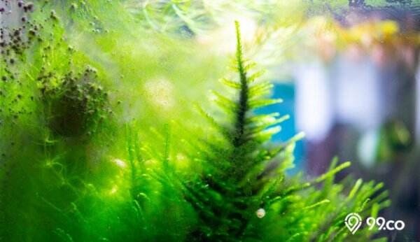 6 Jenis Alga Aquascape dan Beragam Cara untuk Membasminya. Dari Kotor Jadi Kembali Kinclong!