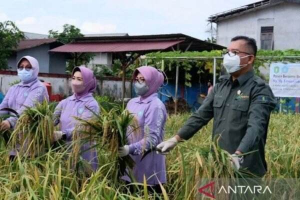 Di Tengah Ancaman Krisis Pangan, Kalbar Malah Surplus Beras 346.648 Ton