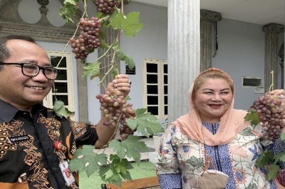 Miliki Lahan Sempit, Pemkot Semarang Beri Contoh Urban Farming Hasilnya Memuaskan