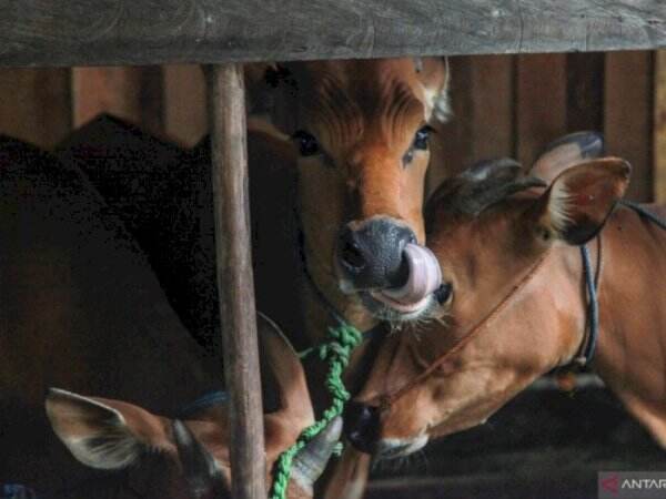 Puluhan Ekor Sapi Mati di Sulbar Diduga Kena Virus Jembrana, Apa Itu?