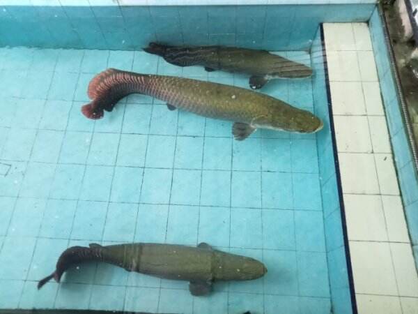 Cuma Bayar Rp13 Ribu Bisa Bertemu Ikan Purba yang Masih Eksis Sampai ...